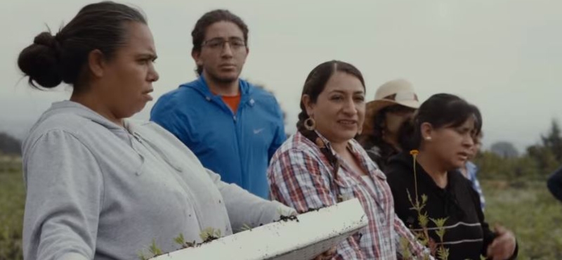 Agastache Mexicana, evita los efectos del estrés psicológico en la piel